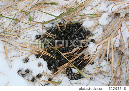White Tail Deer Scat in the Snow 81293848