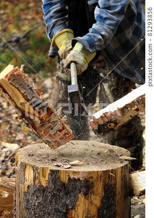 Closeup of birch wood being chopped on a stump 81293856