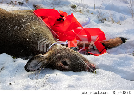 Closeup of a dead deer with an attached pulling harness 81293858