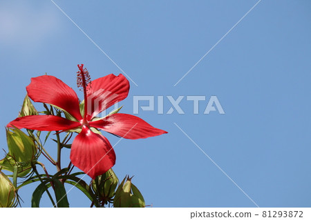 Red scarlet rosemallow and blue sky 81293872