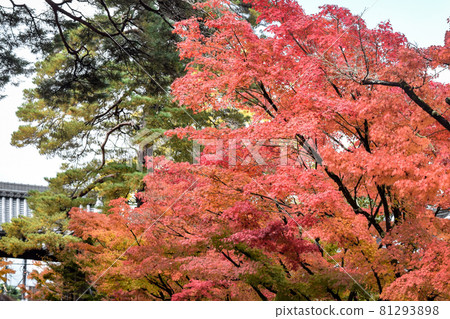 在京都的秋天散步 81293898