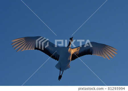 Red-crowned crane overhead 81293994