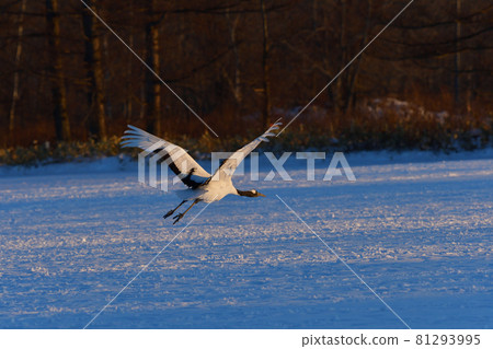 In the sunset 81293995