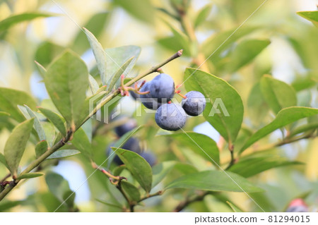 Blueberry fruit A lot of blueberries Blueberry fruit A lot of blueberries 81294015