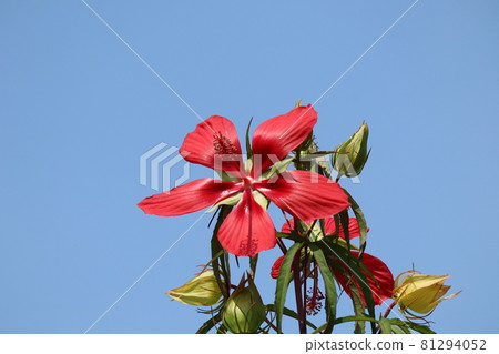 Red scarlet rosemallow and blue sky Red scarlet rosemallow and blue sky 81294052