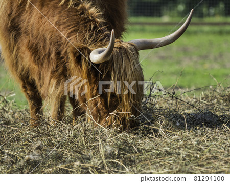 Highland, Scottish breed of rustic cattle. Furry cow eats hay in paddock. Farm animal grazes outdoors at summer. Highland, Scottish breed of rustic cattle. Furry cow eats hay in paddock. Farm animal grazes outdoors at summer. 81294100