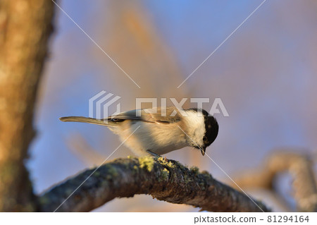 問候柳山雀 問候柳山雀 81294164