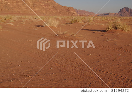 [Jordan] Wadiram, a landscape with grass and tire marks growing in the desert 81294272