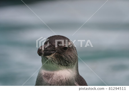 African penguin 31 African penguin 31 81294511