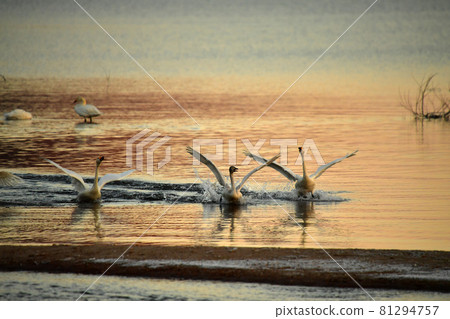 Swan in Lake Inawashiro Swan in Lake Inawashiro 81294757