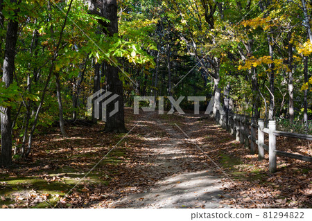 在落葉掩埋的秋天公園路 81294822