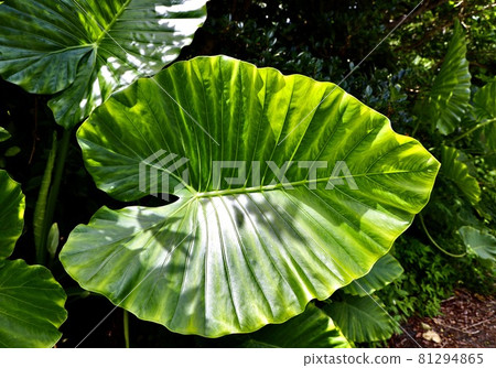 Miyakojima, Okinawa Prefecture Large Alocasia leaves 81294865