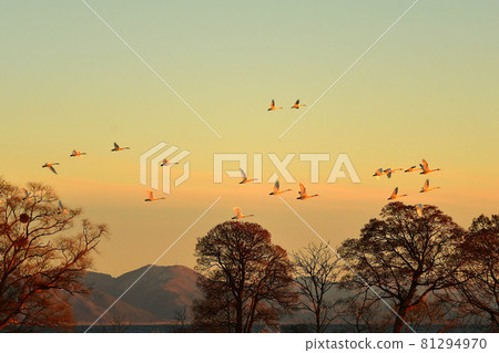 Swan of Inawashiro Swan of Inawashiro 81294970