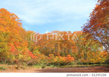 Autumn leaves of the Nagora Plateau Beech forest at the end of the teahouse pond 81295100