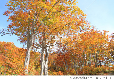 Autumn leaves of the Nagora Plateau Beech forest at the end of the teahouse pond 81295104