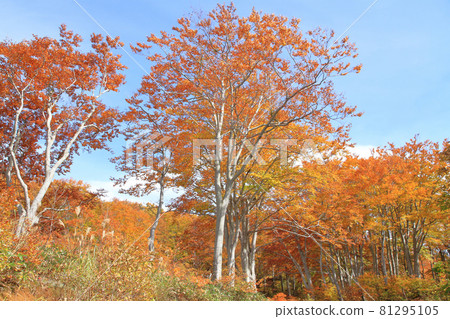 Autumn leaves of the Nagora Plateau Beech forest at the end of the teahouse pond 81295105