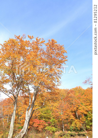 Autumn leaves of the Nagora Plateau Beech forest at the end of the teahouse pond Autumn leaves of the Nagora Plateau Beech forest at the end of the teahouse pond 81295212