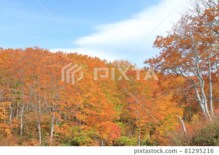 Autumn leaves of the Nagora Plateau Beech forest at the end of the teahouse pond 81295216
