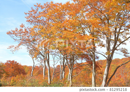 Autumn leaves of the Nagora Plateau Beech forest at the end of the teahouse pond Autumn leaves of the Nagora Plateau Beech forest at the end of the teahouse pond 81295218