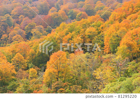 Fall in the midst of the fall Plateau Big Tree Valley Beech Forest 81295220