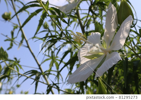 Landscape with white scarlet rosemallow flowers blooming at the bottom 81295273