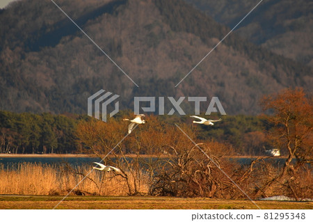 Swan of Inawashiro Swan of Inawashiro 81295348