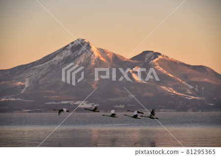 在豬苗代湖的天鵝 81295365