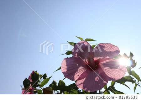 Pink Titan Bikas flowers, sun and blue sky 81295533