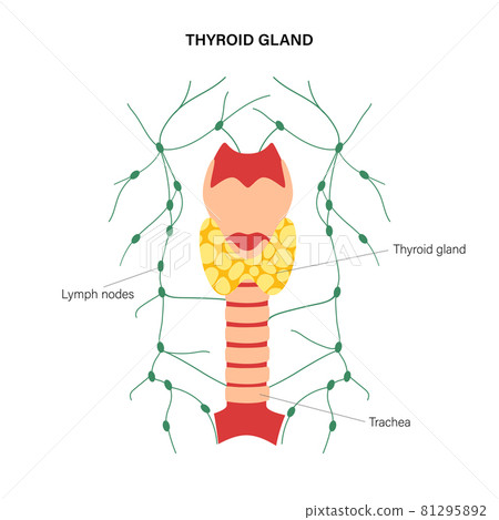 Thyroid gland anatomy Thyroid gland anatomy 81295892
