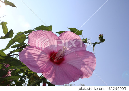 粉紅色的 Titan Bikas 花朵和藍色的天空在燈光下 81296005