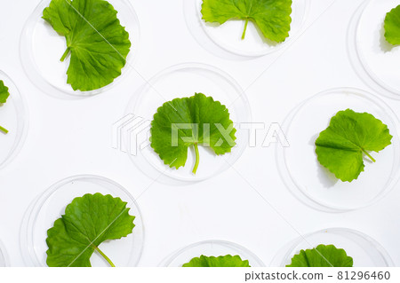 Fresh leaves of gotu kola in petri dishes on white background. 81296460