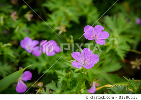 在谷川山上盛開的高山植物“白山風呂” 在谷川山上盛開的高山植物“白山風呂” 81296515