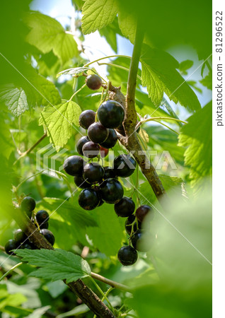 Black currant in green leaves. Rural harvest. Fresh berries of ribes rubrum. Close-up. Black currant in green leaves. Rural harvest. Fresh berries of ribes rubrum. Close-up. 81296522