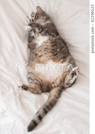 Cute, fat cat sleeps with its paws on its face. Pet resting, lounging on the bed, in the summer heat 81296523