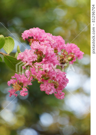 Crape myrtle (crisp berry) Crape myrtle (crisp berry) 81296704