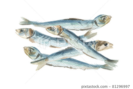 Niboshi 烏魯米 5 81296997