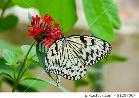 Beautiful Paper kite butterfly with open wings feeding on nectar from the red flower, green leaves. Beautiful Paper kite butterfly with open wings feeding on nectar from the red flower, green leaves. 81297064