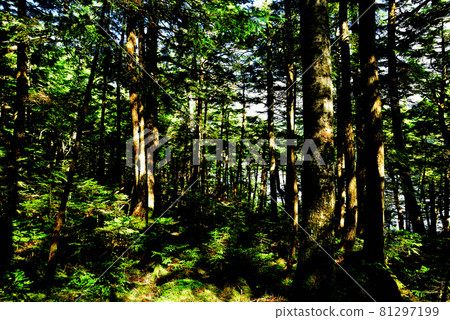 Shirakomaike: Blue moss in the primeval forest Shirakomaike: Blue moss in the primeval forest 81297199