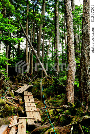 白牧池：原始森林中的青苔 81297205