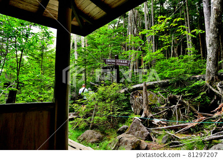Shirakomaike: Blue moss in the primeval forest Shirakomaike: Blue moss in the primeval forest 81297207