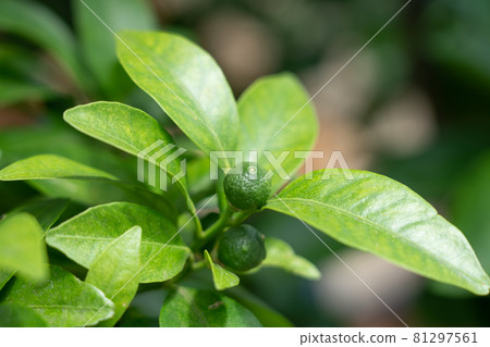 Citrus depressa fruit, a small fruit that will grow in the future (July), a vegetable garden 81297561