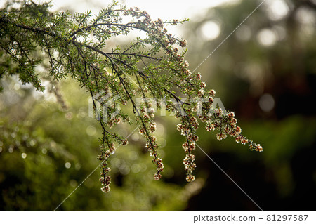 Plants of geothermal habitat in Rotorua, New Zealand 81297587