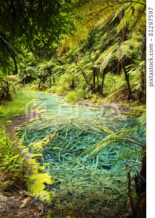 Emerald green thermal pond in Redwoods Whakarewarewa Forest, a forest of naturalised coastal redwood on the outskirts of Rotorua, New Zealand 81297597
