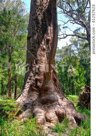 Giant trees in the Valley of the Giants, Walpole-Nornalup National Park, near Walpole, Western Australia Giant trees in the Valley of the Giants, Walpole-Nornalup National Park, near Walpole, Western Australia 81297628
