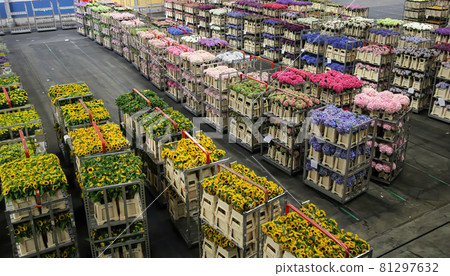 AALSMEER, NETHERLANDS - JUNE 6, 2011: Carts of variety of flowers staging at Aalsmeer FloraHolland auction market 81297632
