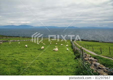 Sheep grazing on the farm with the view of North Atlantic Ocean near to Slea Head Drive in Dingle Peninsula. Slea Head Drive is part of The Wild Atlantic Way in County Kerry, Ireland. 81297667