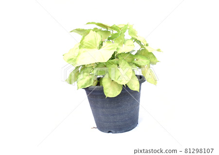 green house plant isolated on white background 81298107