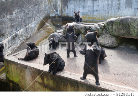 奧飛驒熊牧場的黑熊 81298115