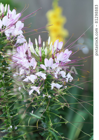 克萊奧姆白花 克萊奧姆白花 81298883