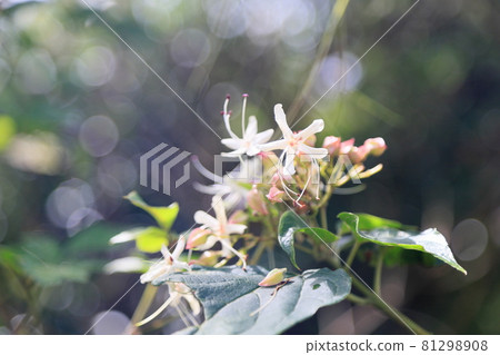 White vine flowers 81298908
